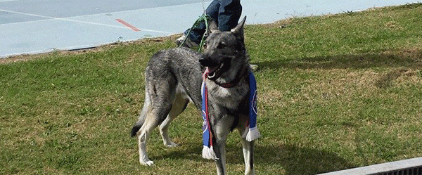 Il lupo cecoslovacco si conferma mascotte portafortuna