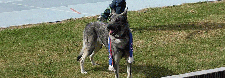 Il lupo cecoslovacco si conferma mascotte portafortuna